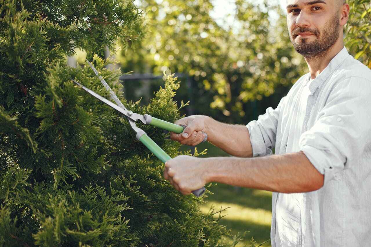 Best Residential Tree Removal  in Absecon, NJ